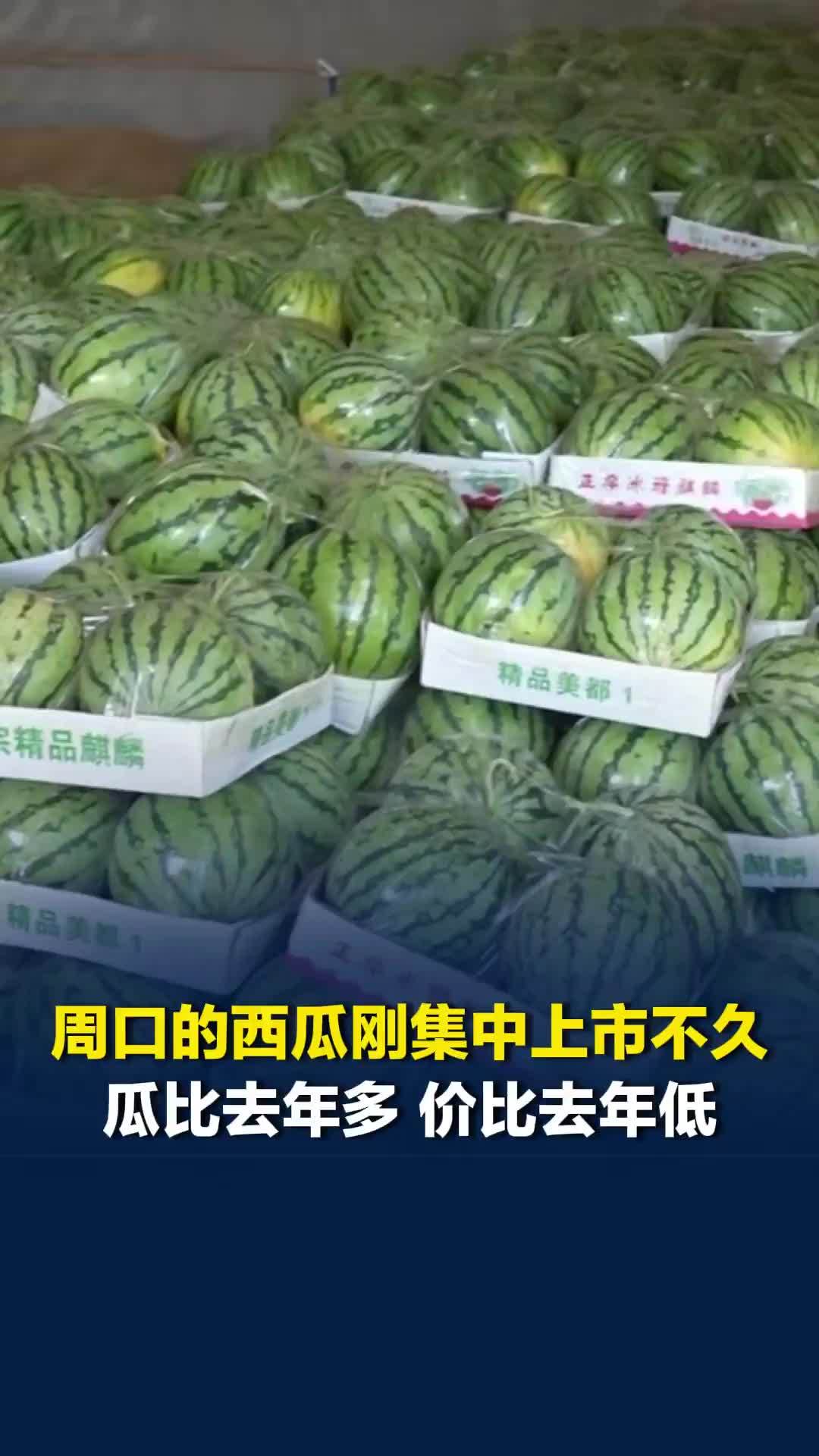 河南开封的西瓜已经基本接近尾声，周口的西瓜才集中上市不久