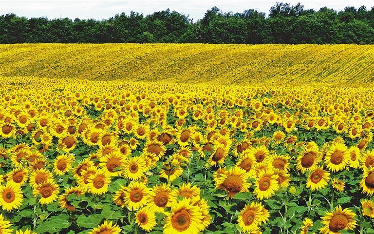 内蒙古地理标志产业实现质效双升——“一枚地标”助乡土好物闯世界