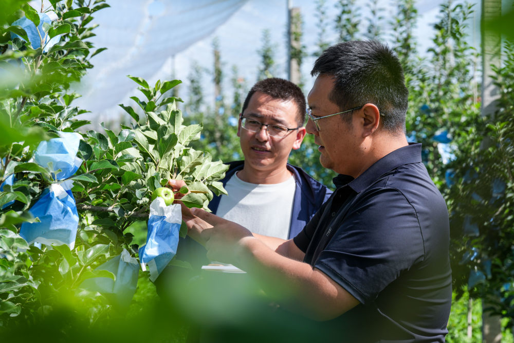7月21日,在甘肃省平凉市静宁县城川镇一家苹果龙头企业矮化密植示范园,负责人田选宾(右)和技术骨干在观察新品种苹果的生长状态。