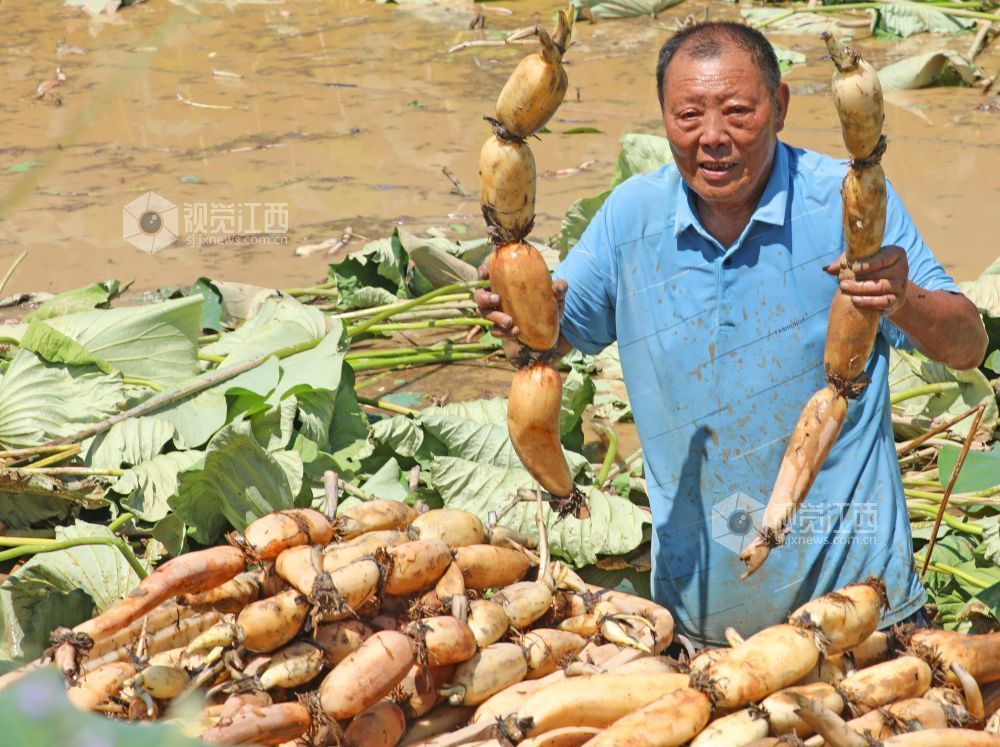 2026年7月17日,江西省吉安市泰和县沿溪镇荷树村生态莲藕种植基地,农民正在采收莲藕。