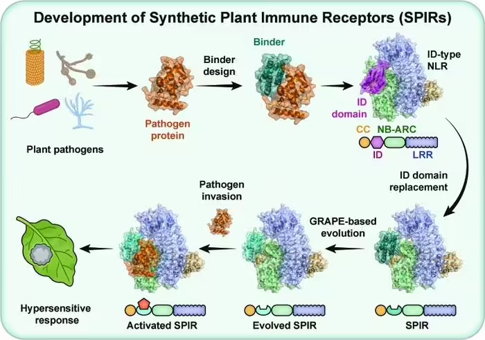中国科学家实现植物免疫受体精准定制化设计，成果登上《科学》