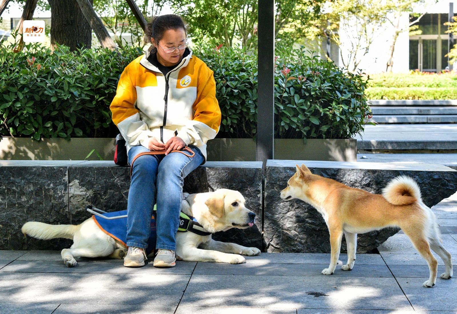 工作中的导盲犬遇到其他狗狗,必须做到工作本分,保持专注毫不分心。