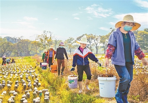 随着生态的好转,油田镇桥边村黑木耳产业发展迅速,群众在家门口采摘增收。