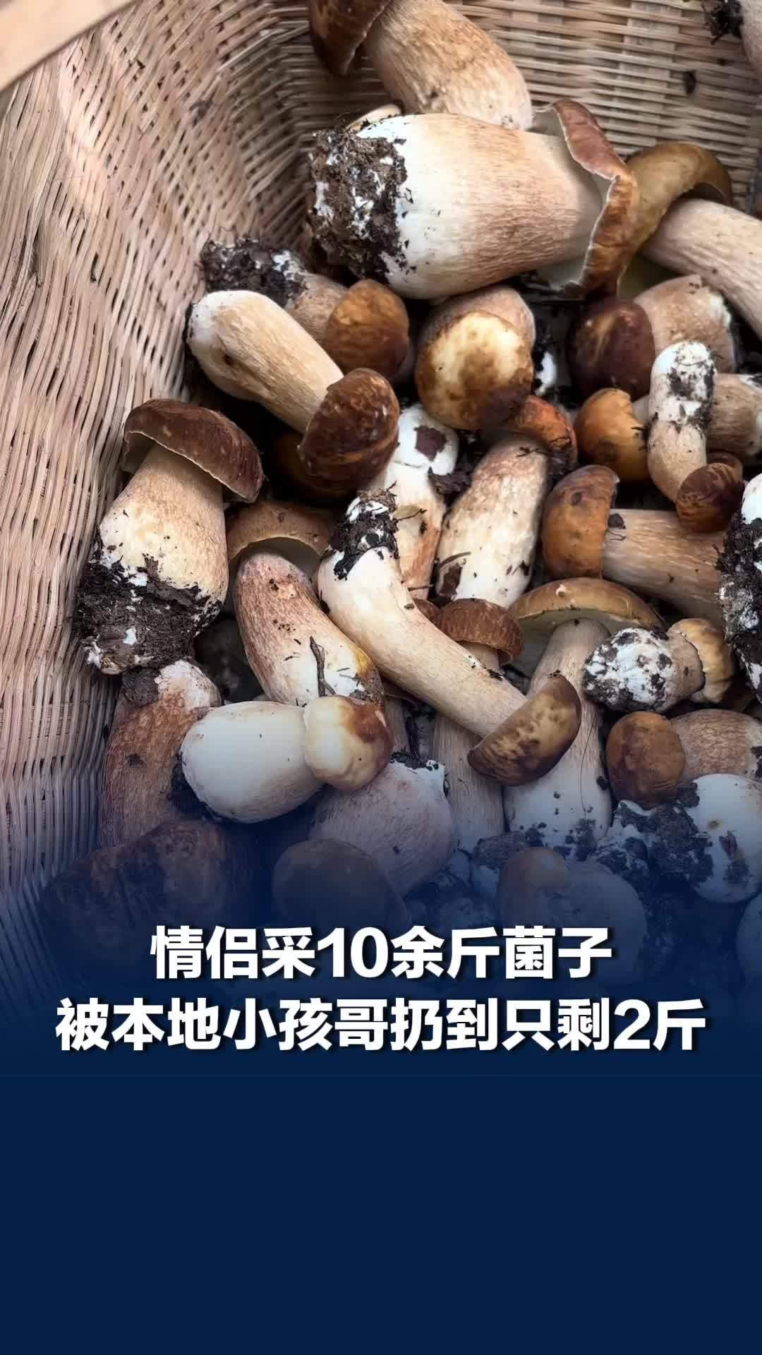 情侣采10斤菌子被本地小孩扔到2斤