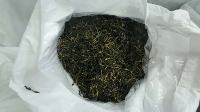 (图为炒制完成的干茶)