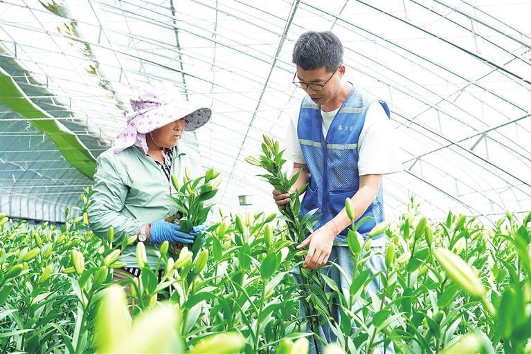 技术人员查看百合花生长情况　兰州新区报记者　李佳丽　摄