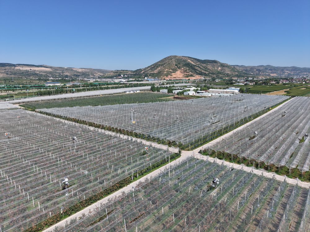 这是7月21日在甘肃省平凉市静宁县城川镇拍摄的一家苹果龙头企业的矮化密植示范园(无人机照片)。