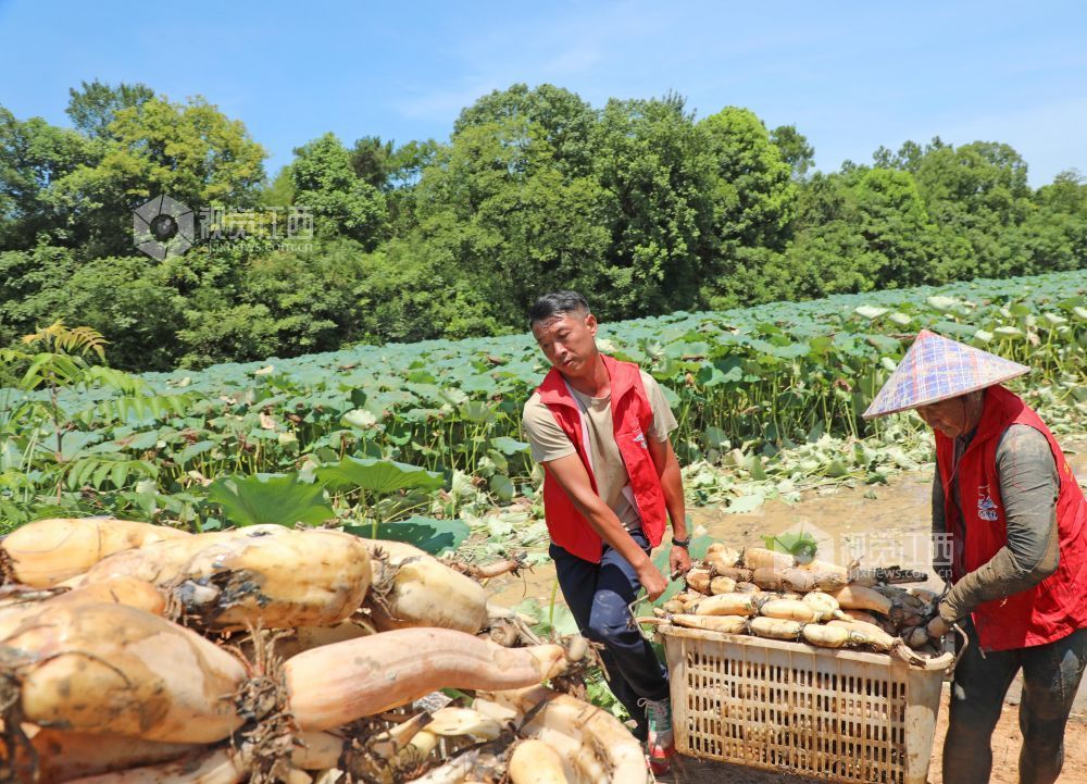 2026年7月17日,江西省吉安市泰和县沿溪镇荷树村生态莲藕种植基地,农民正在采收莲藕。