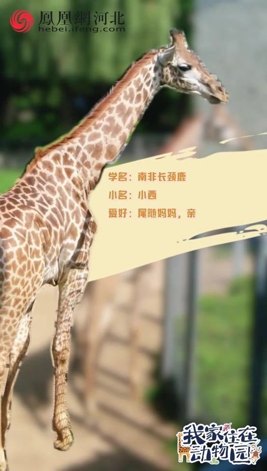 视频 |我家住在动物园（四）小西：我出生就一米八