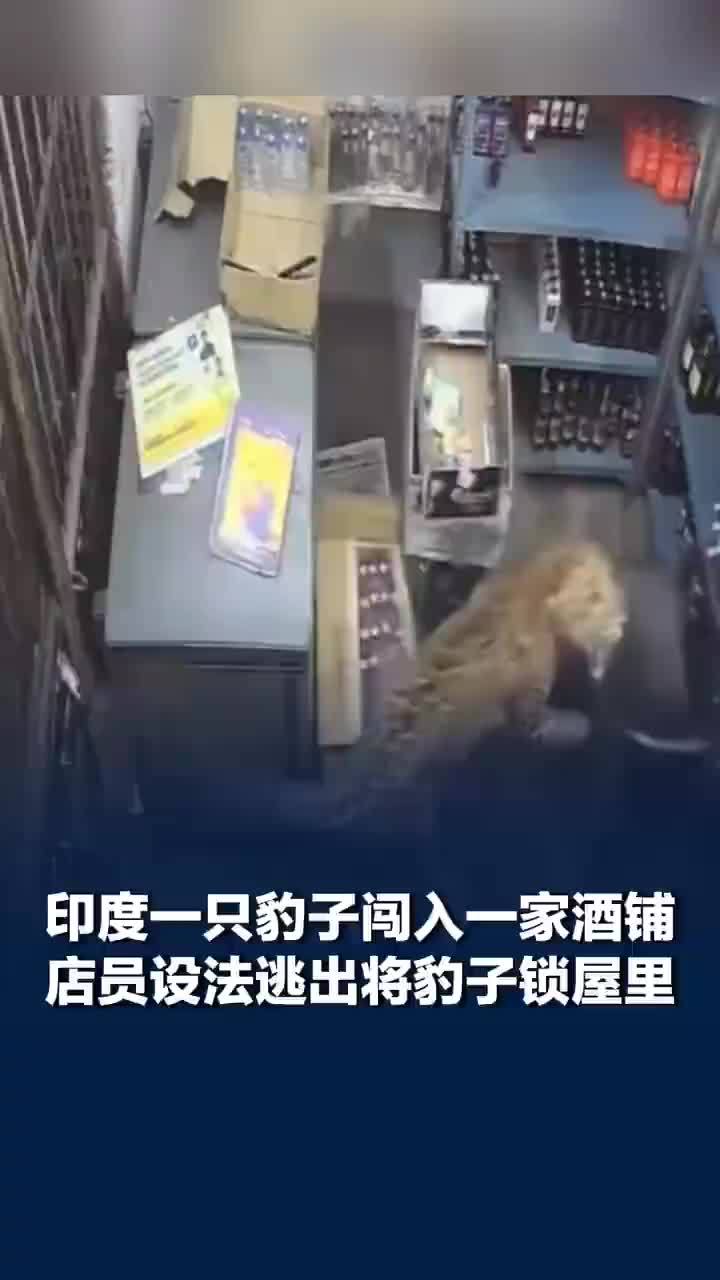 印度一豹子伤2人后被锁在店内