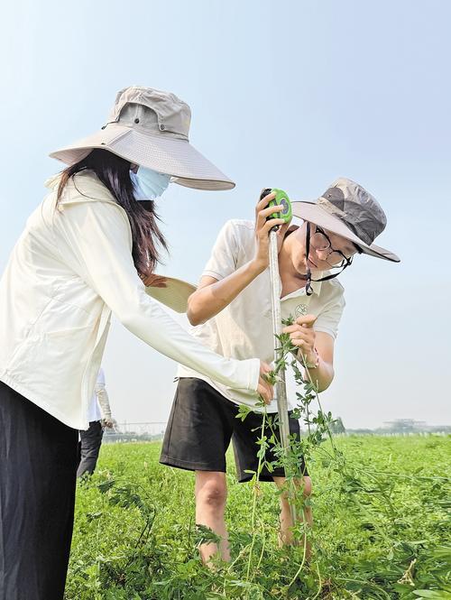 6月24日,河北鹿泉现代节水农业科技小院里,中国农业大学在读硕士研究生程诺(左一)和河北农业大学在读硕士研究生相明淏正在苜蓿地里测量株高。本报记者 白 云摄