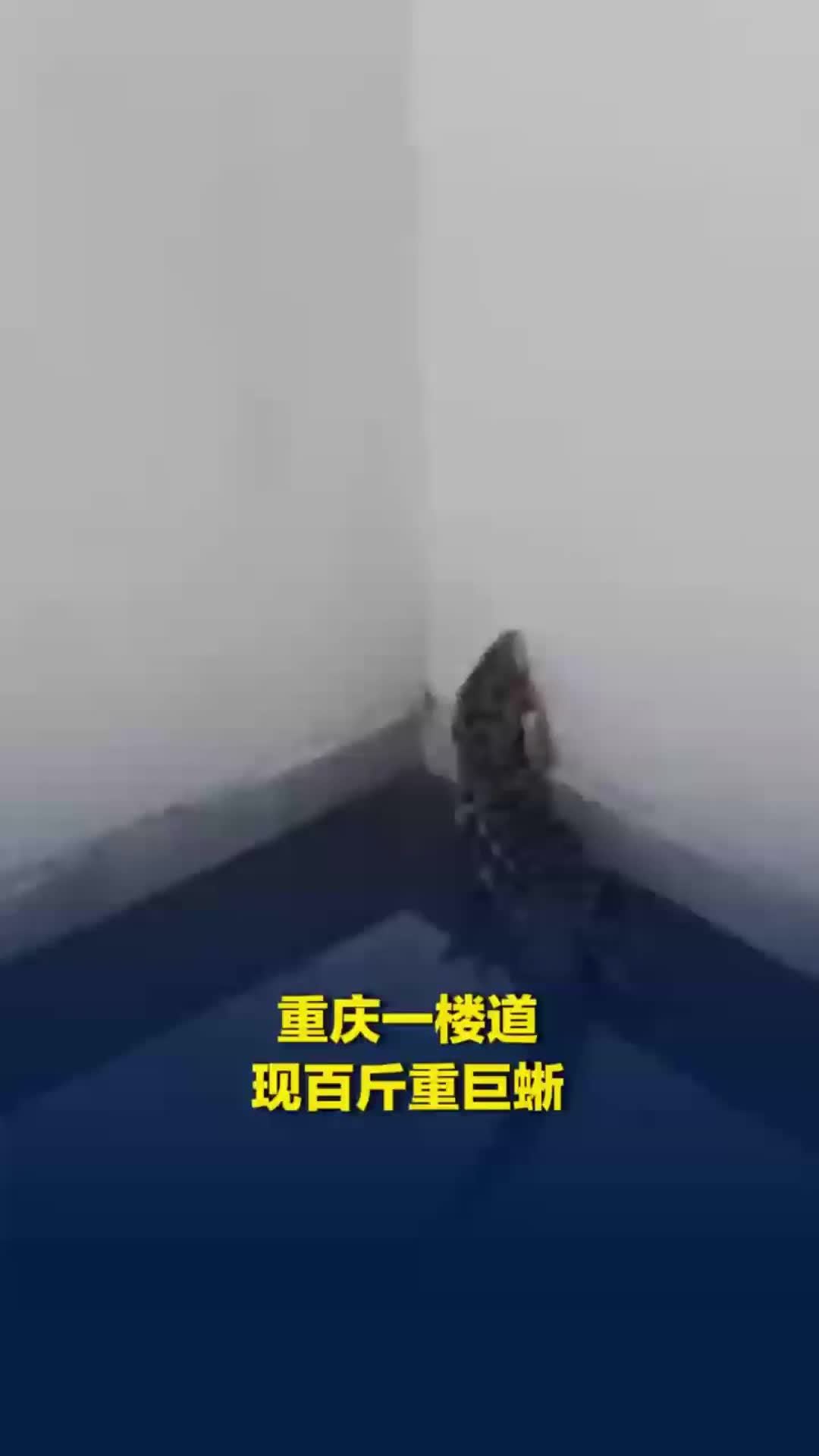 重庆一楼道现百斤重巨蜥，林业局：是外来物种，禁止私人养殖，已送往救助站临时安置