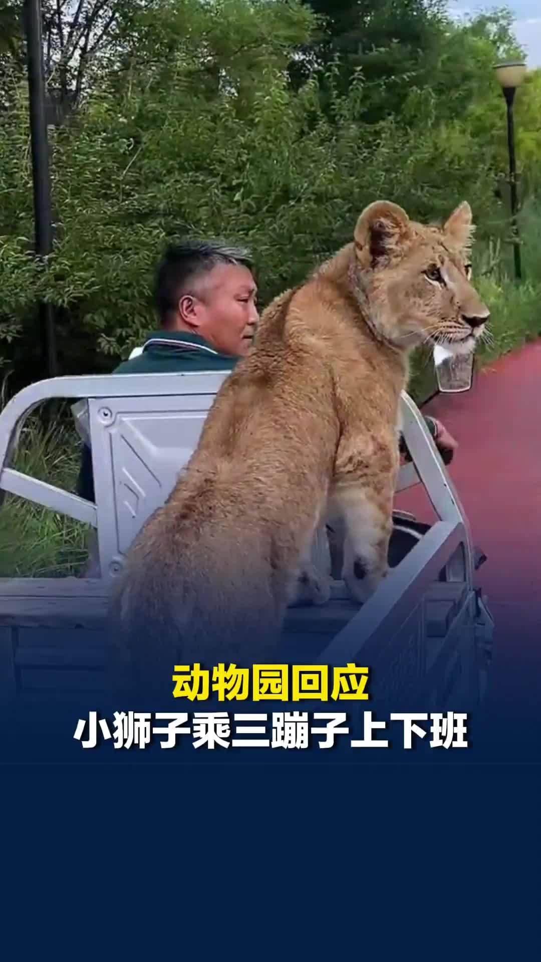 天津一动物园回应小狮子乘三蹦子上下班：游客仅可远观，不开放互动