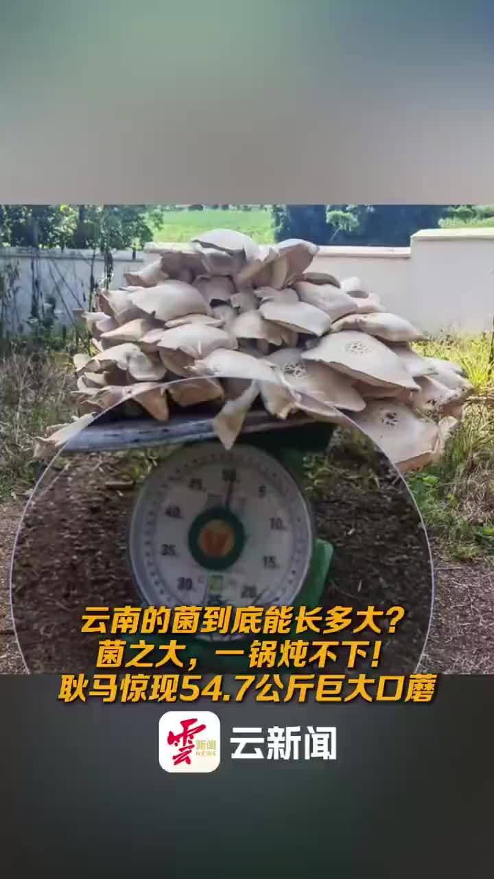 云南耿马惊现54.7公斤巨大口蘑