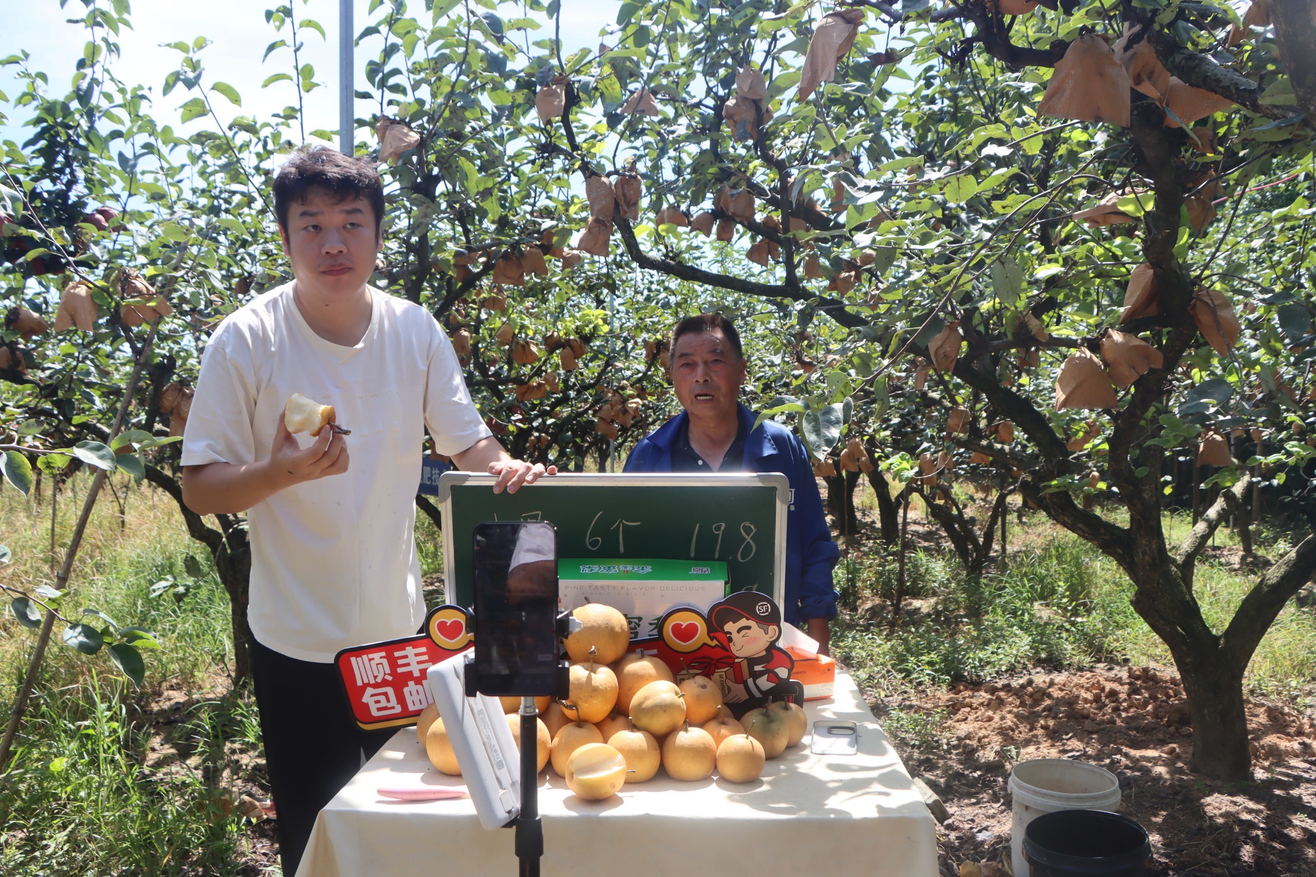蜜梨满枝果农乐，金溪蜜梨迎来丰收采摘季