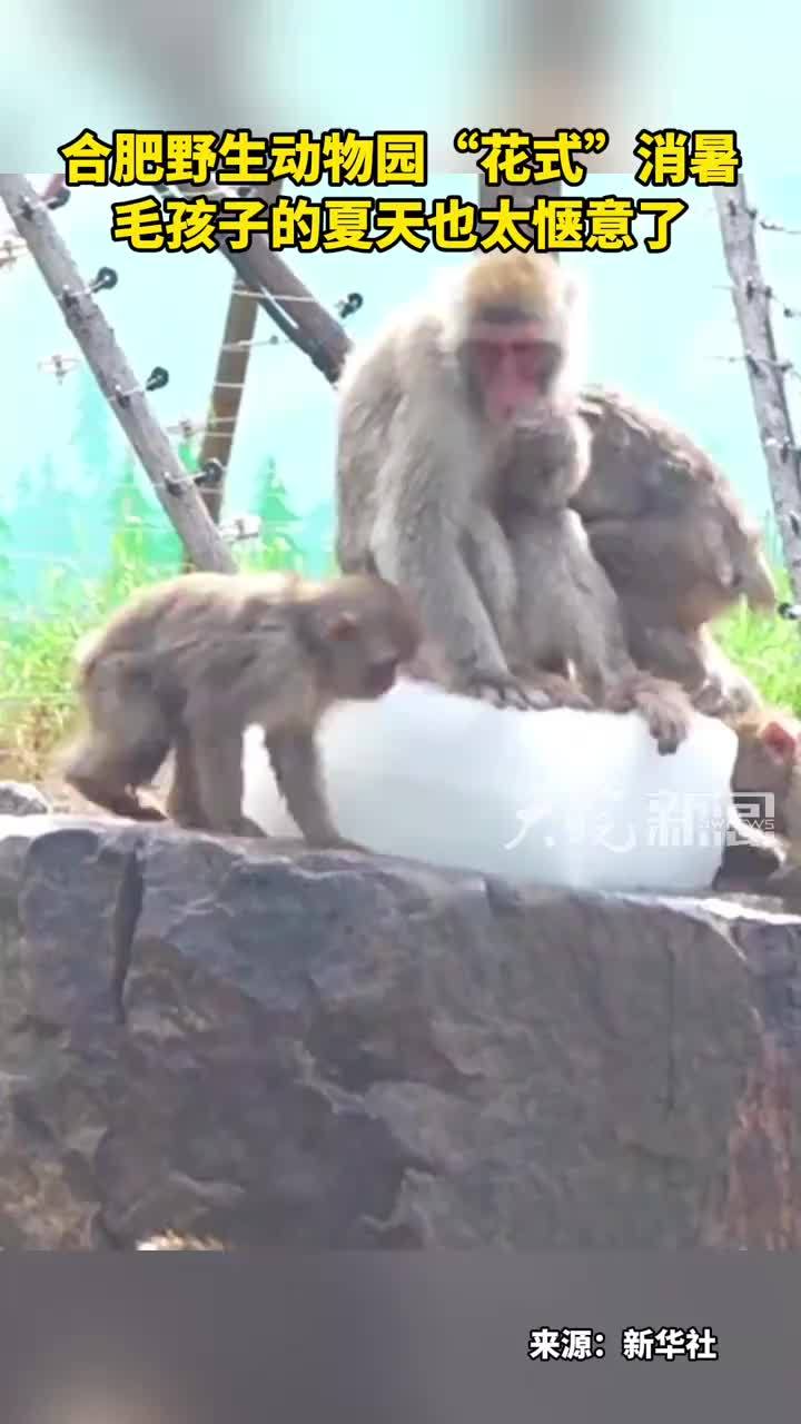 合肥野生动物园“花式”消暑 毛孩子的夏天也太惬意了