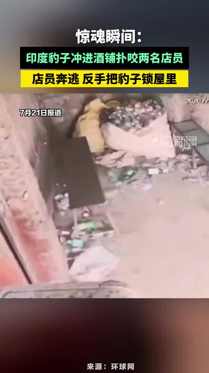 惊魂瞬间：印度豹子冲进酒铺扑咬两名店员，店员奔逃反手把豹子锁屋里#印度豹子