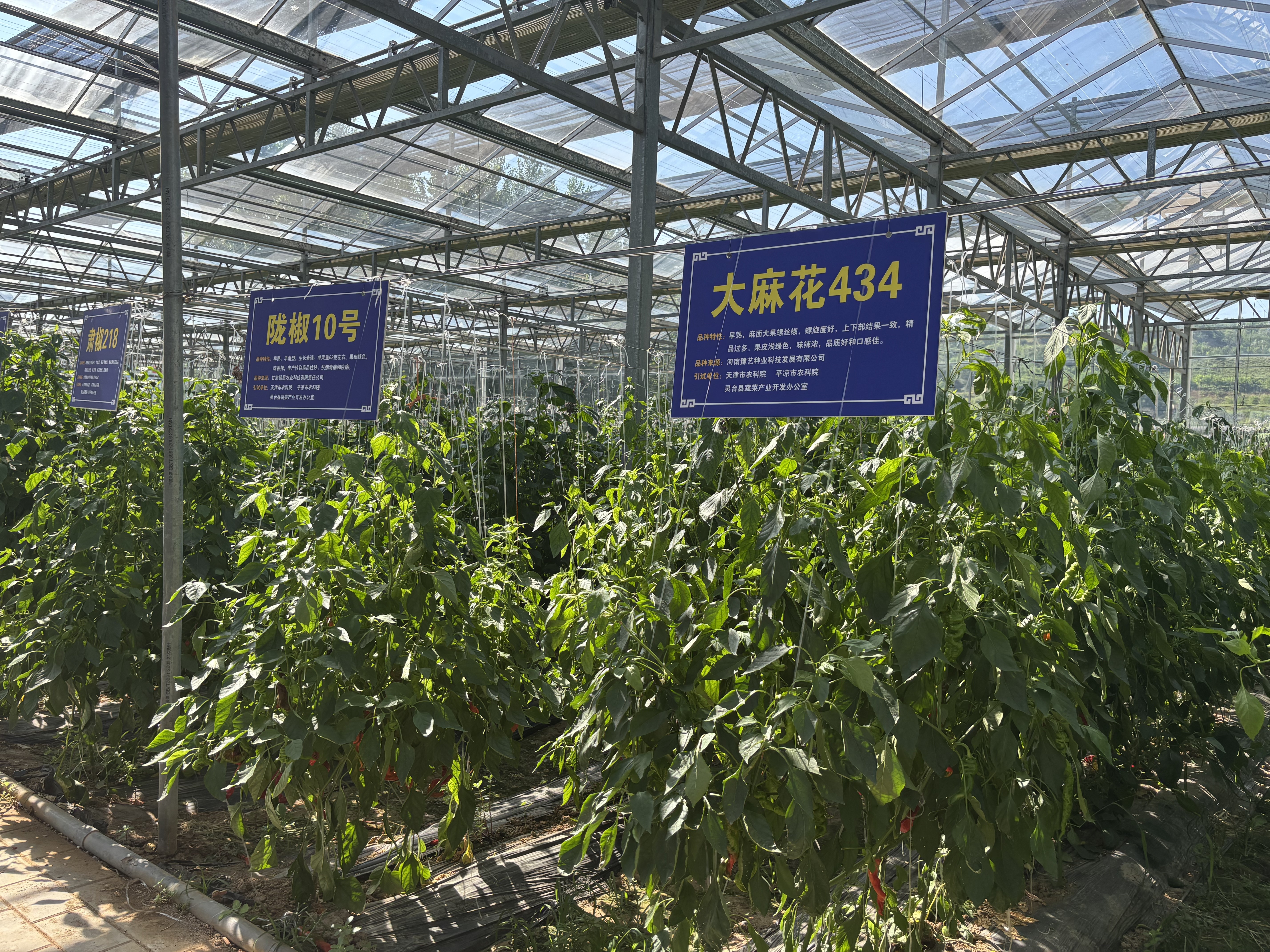 （图片为蔬菜办引进的辣椒新品种）