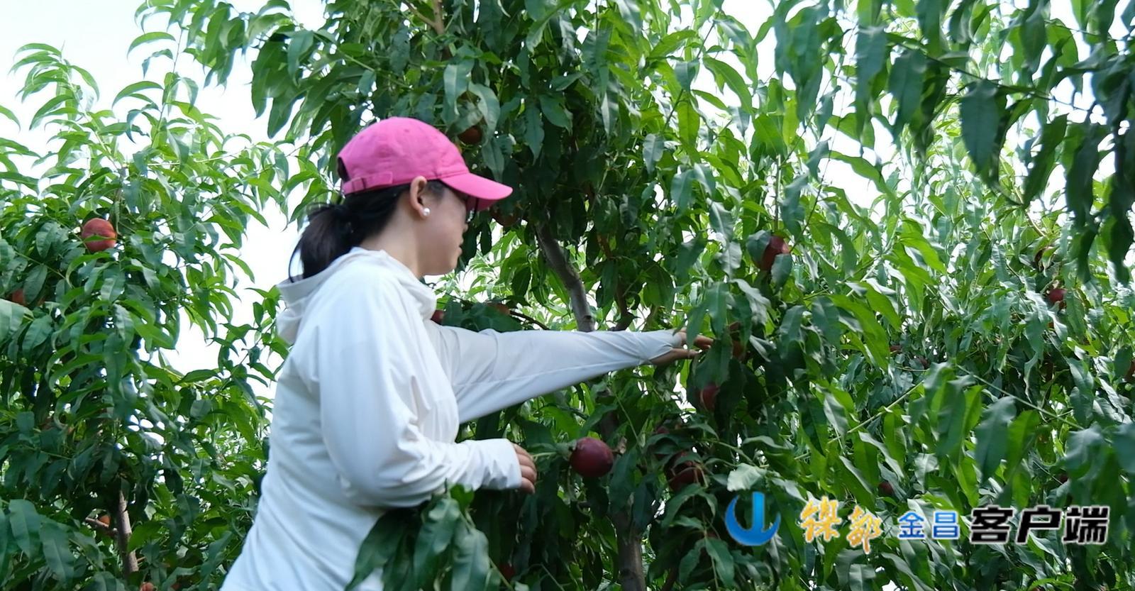 游客采摘鲜桃