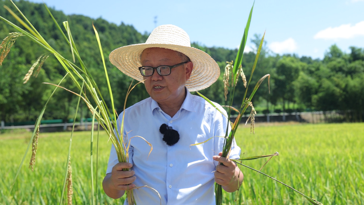 彭春瑞研究员介绍施用鲁花花生肽肥水稻与未施用组的对比情况
