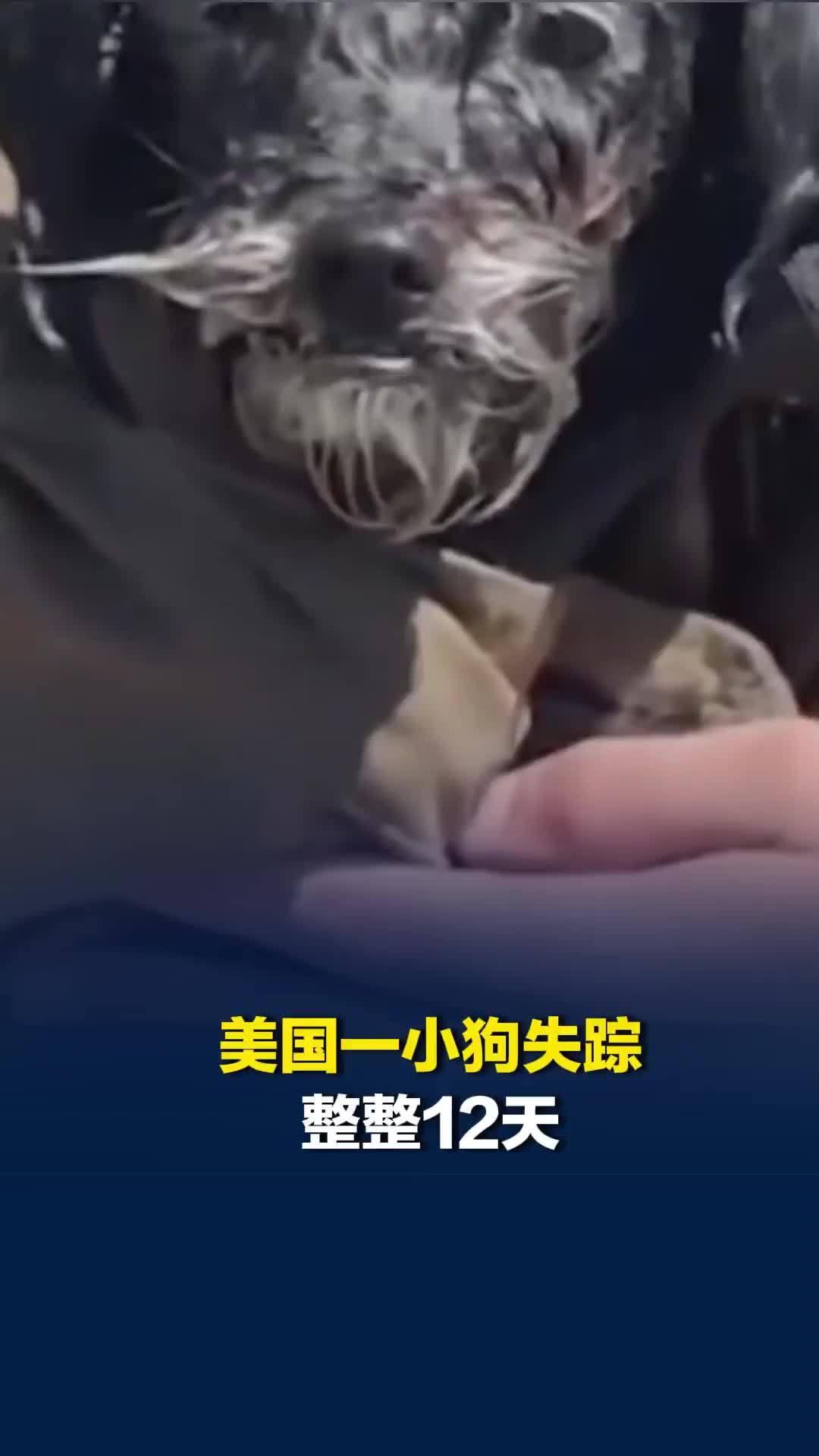 美国一小狗失踪整整12天后，一路“狗刨”游进旧金山湾，网友直呼难以想象