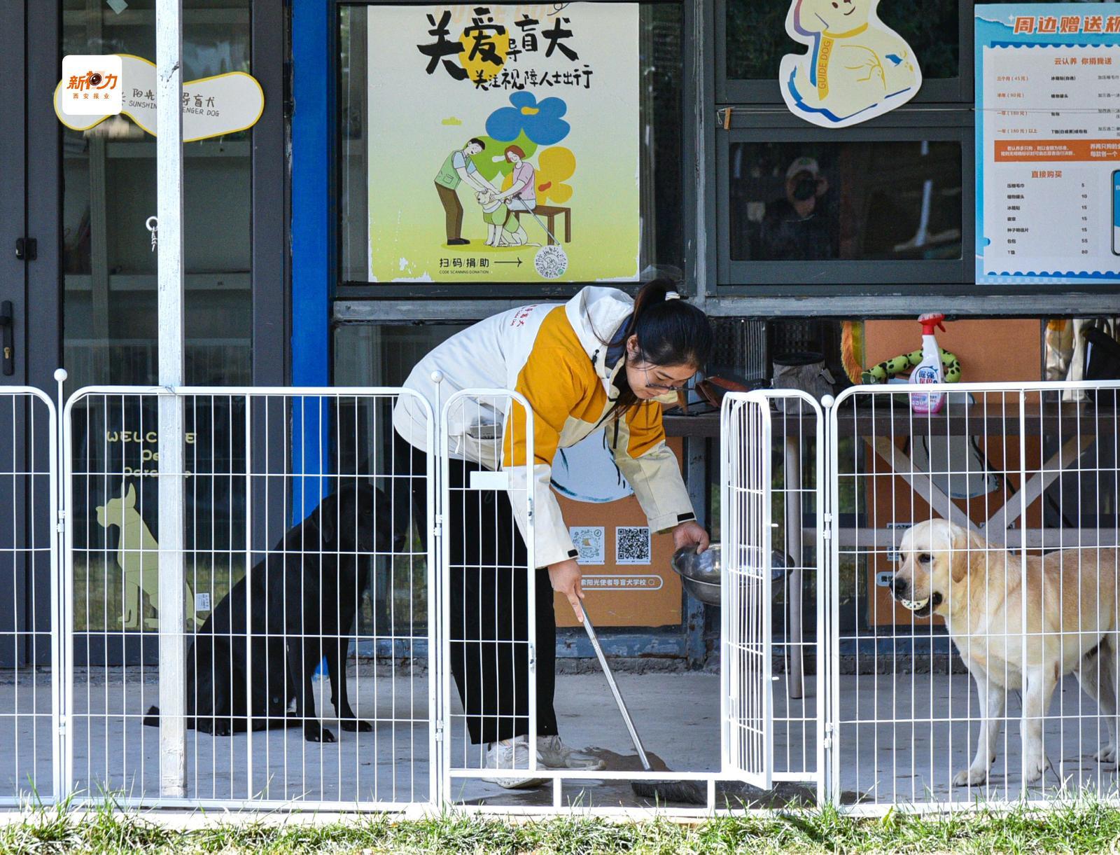 养护员清扫犬舍,细致照料起居日常,用心呵护每一位光明使者。