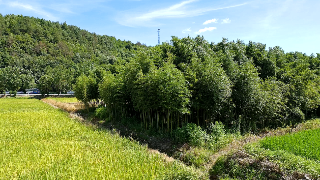 施用鲁花花生肽肥后长势茂盛的雷竹林