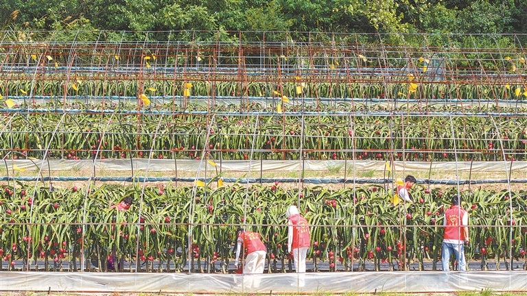 湖口县：鲜果采收（图）