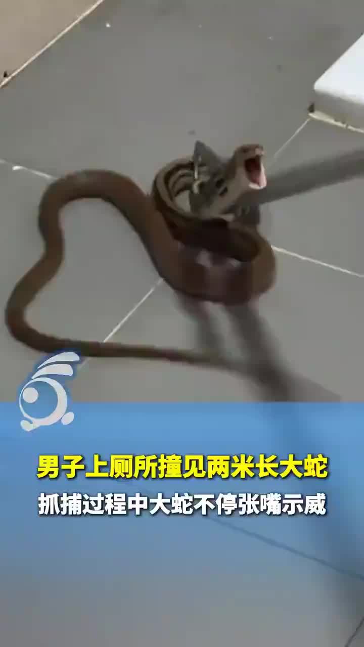男子上厕所撞见两米长大蛇
