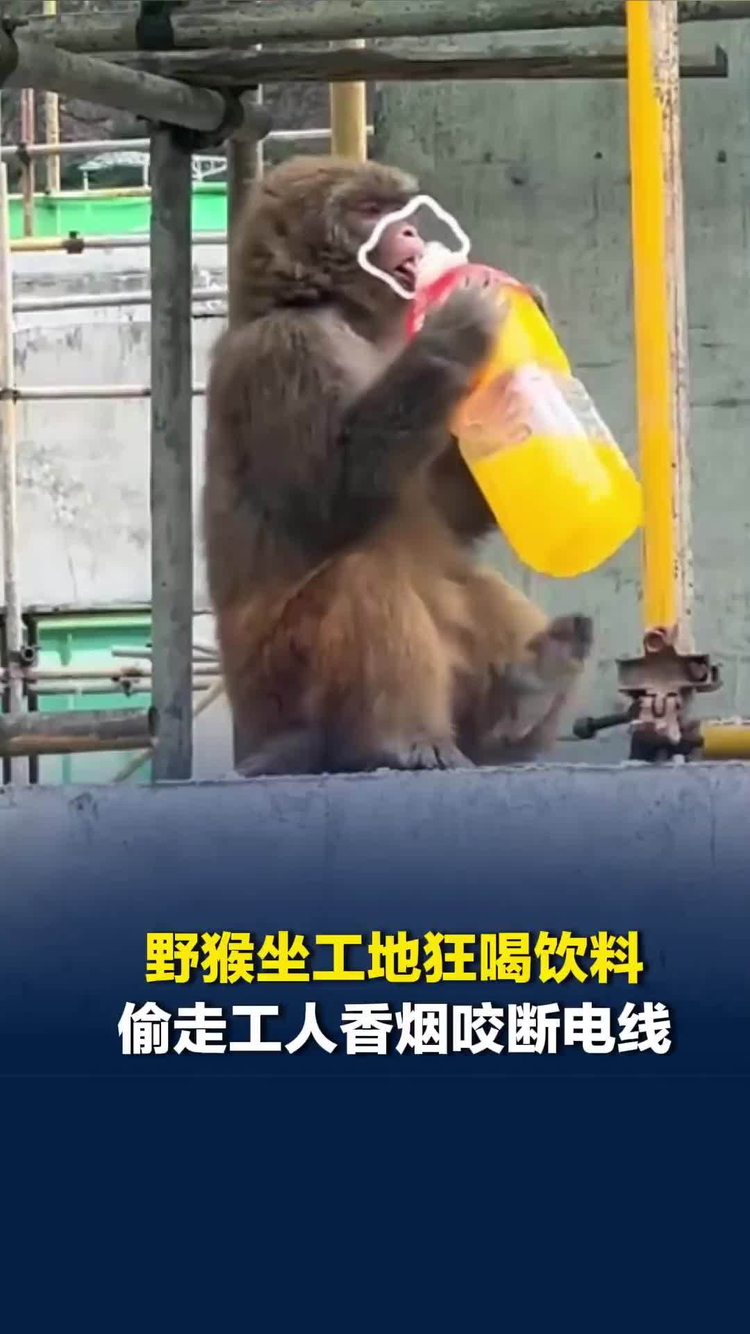 野猴坐工地狂喝饮料偷走工人香烟咬断电线，拍摄者：工人很喜欢它并未伤害