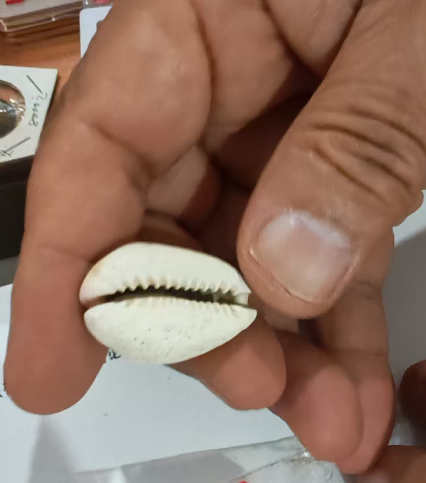 超大型玉化贝币。