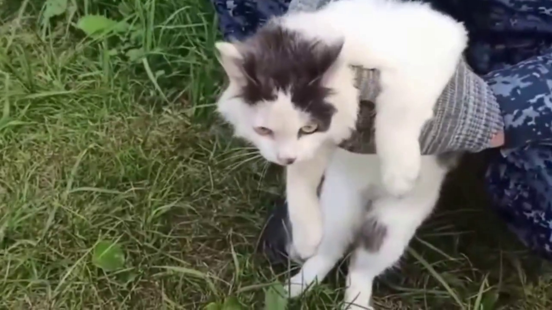 俄罗斯监狱惊现“猫咪毒贩”，黑白猫身负大量毒品被当场截获，确认身体健康后获释