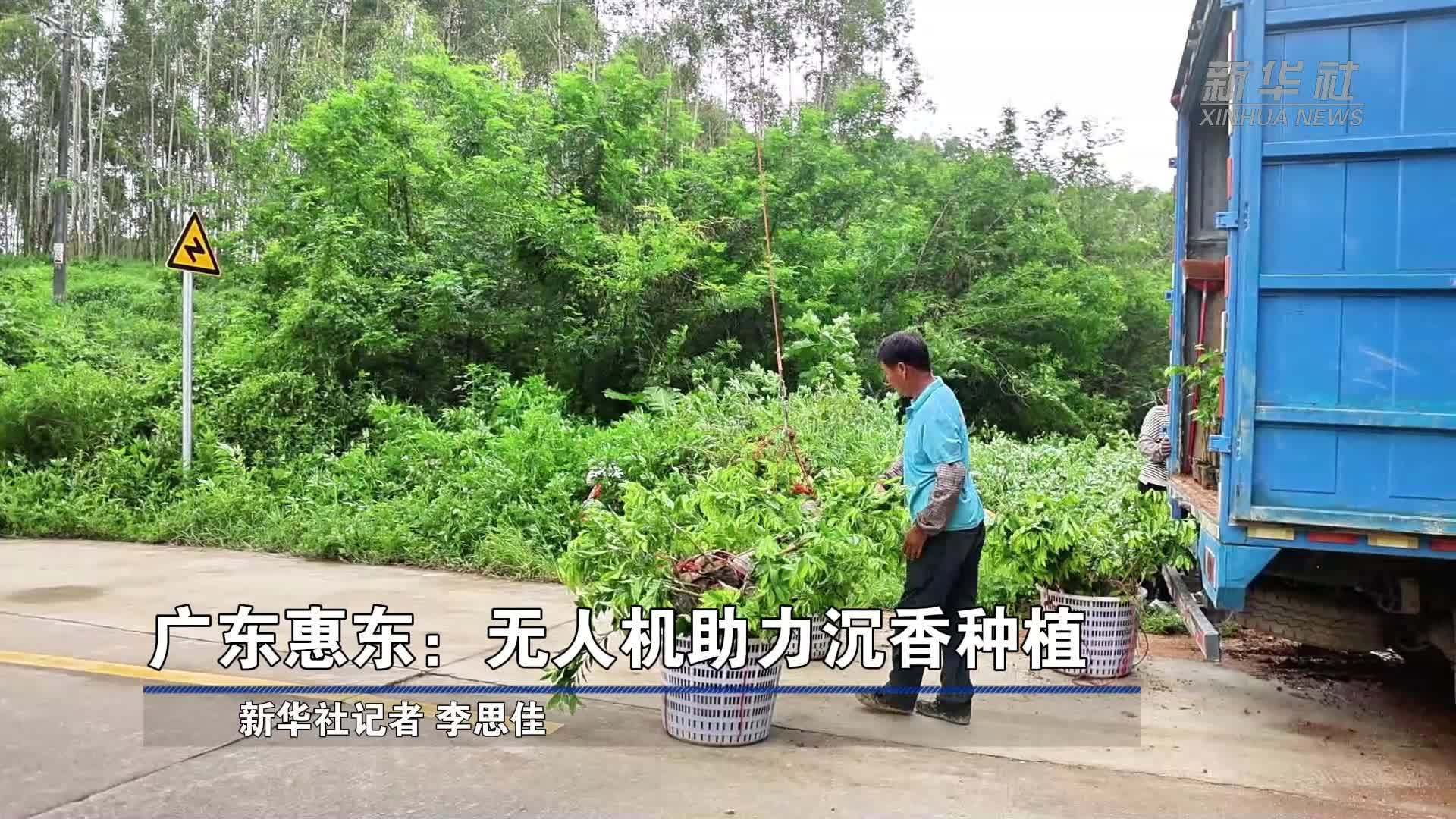 广东惠东：无人机助力沉香种植