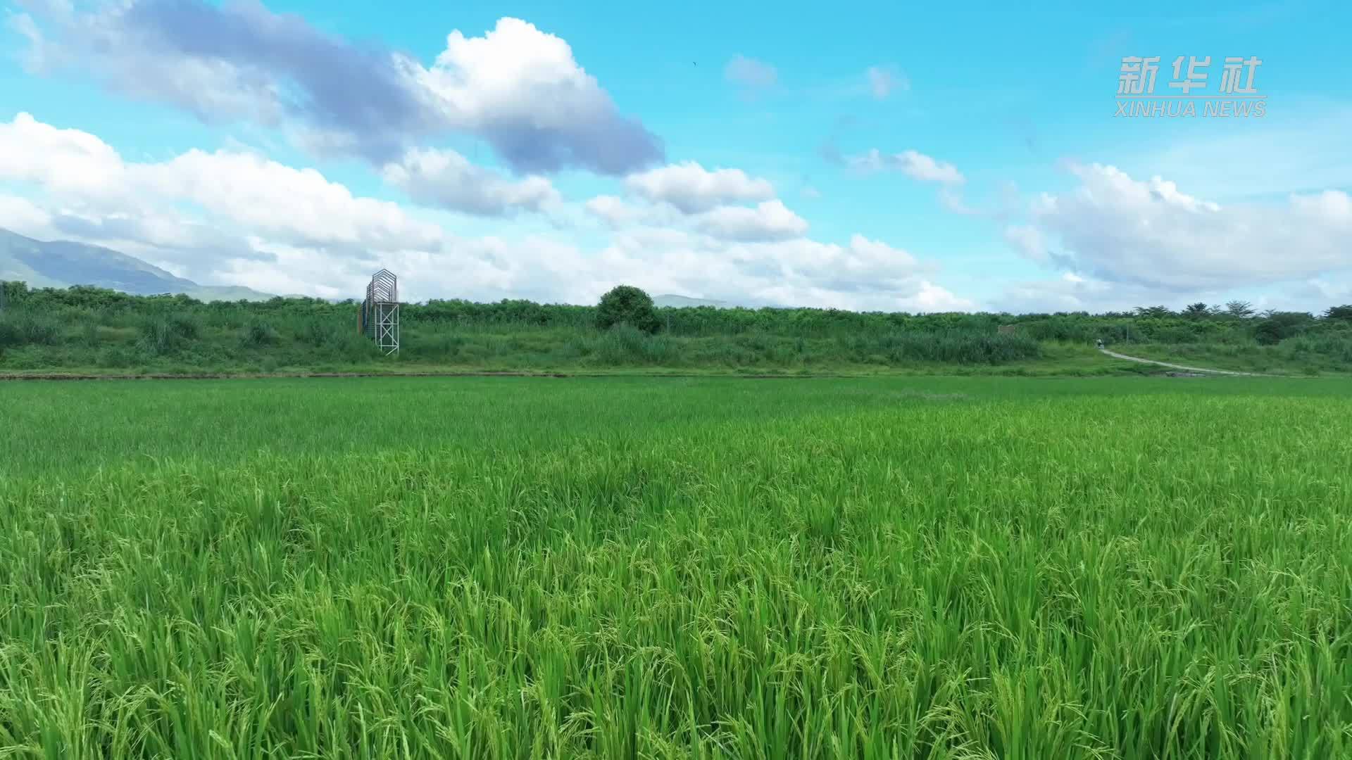 瞰中国｜福建：青穗垂田 稻香漫野