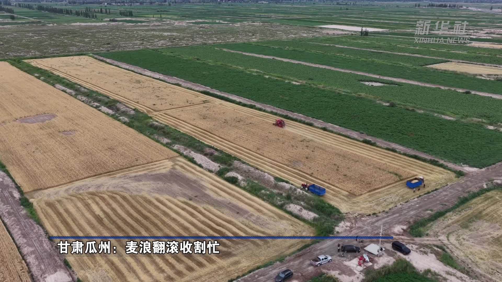 甘肃瓜州：麦浪翻滚收割忙