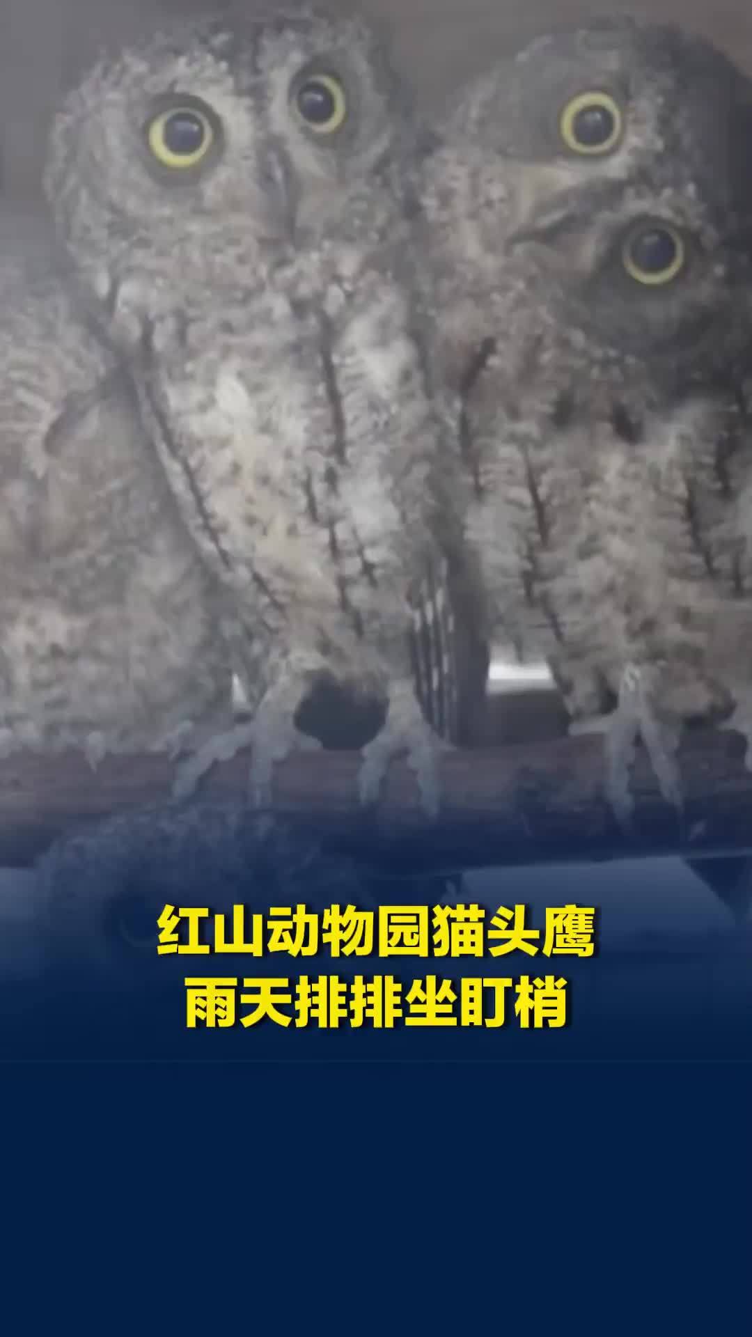 “我在警告，不是卖萌！”猫头鹰雨天排排坐盯梢，最右边“多动症”宝宝疯狂抢镜