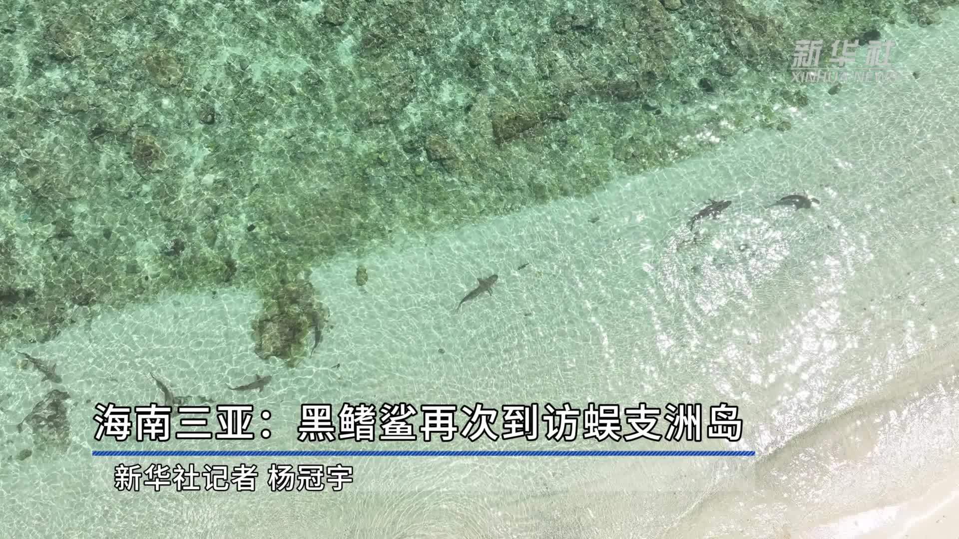 海南三亚：黑鳍鲨再次到访蜈支洲岛