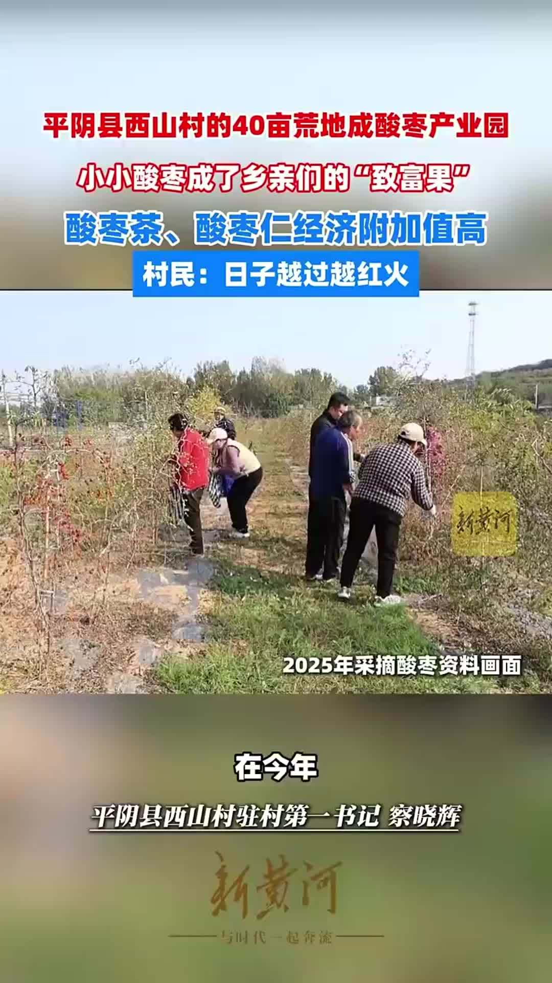 40亩荒地成酸枣产业园、800亩山地变良田……济南平阴西山村村民日子越过越红火