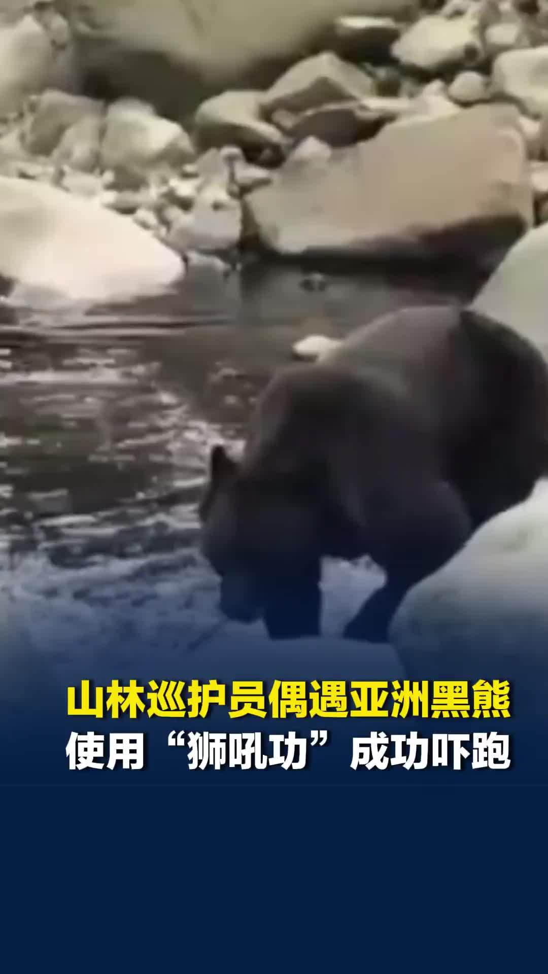山林巡护员偶遇亚洲黑熊，找准时机使用“狮吼功”，成功吓跑黑熊