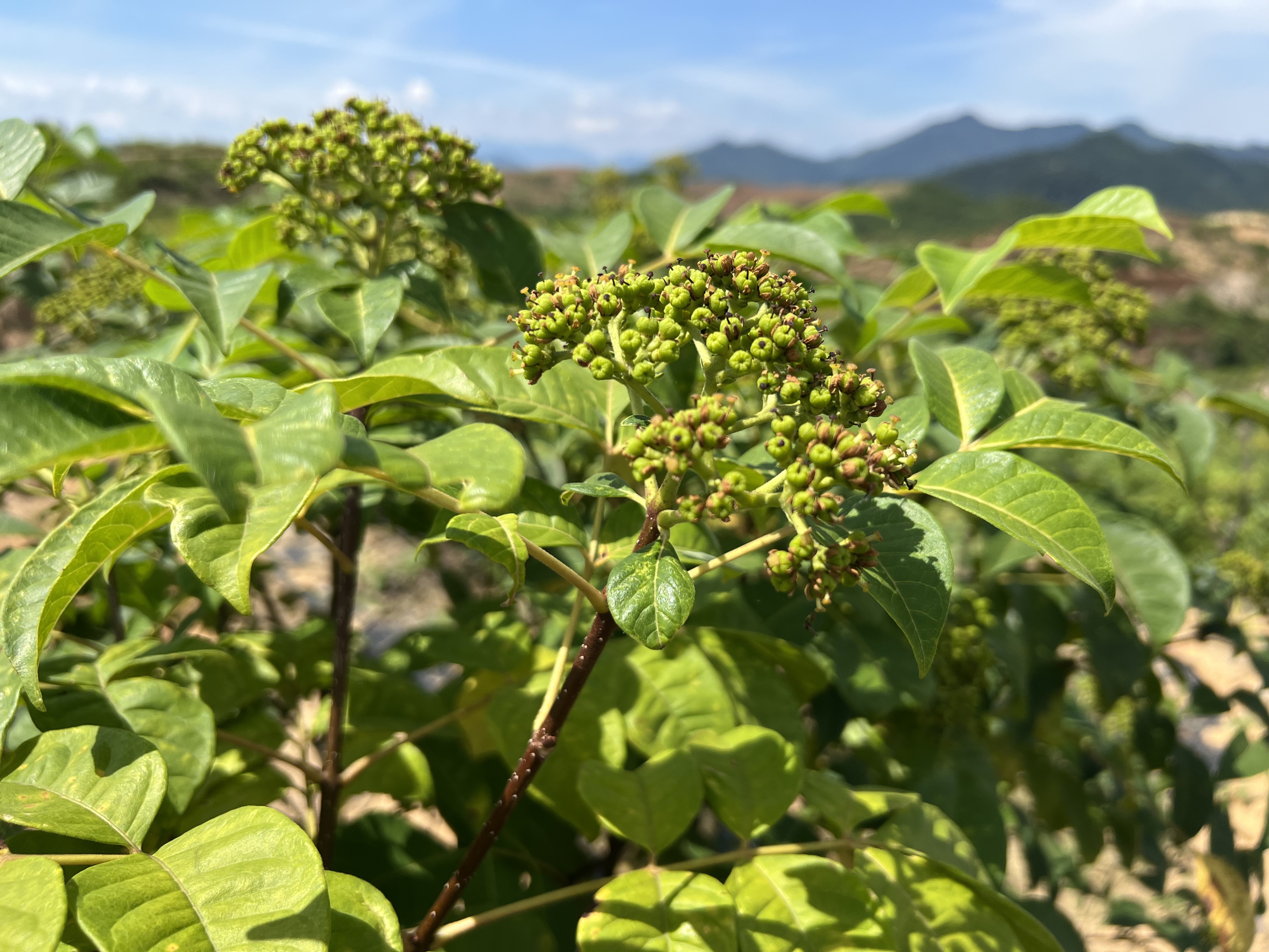 吴茱萸种植基地.jpg