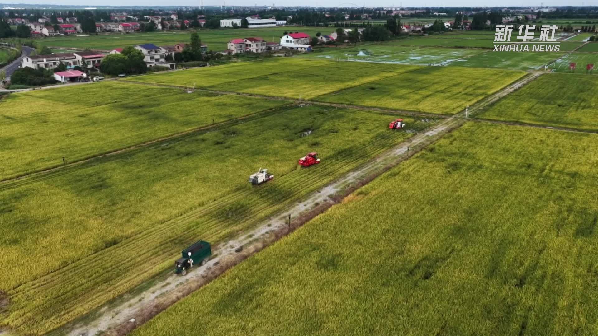智慧农业为洞庭湖区“双抢”按下快进键