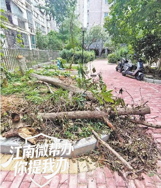 ▲ 小区内被砍的部分树木。