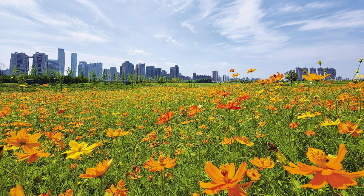 南昌新建区：夏日城市花海（图）