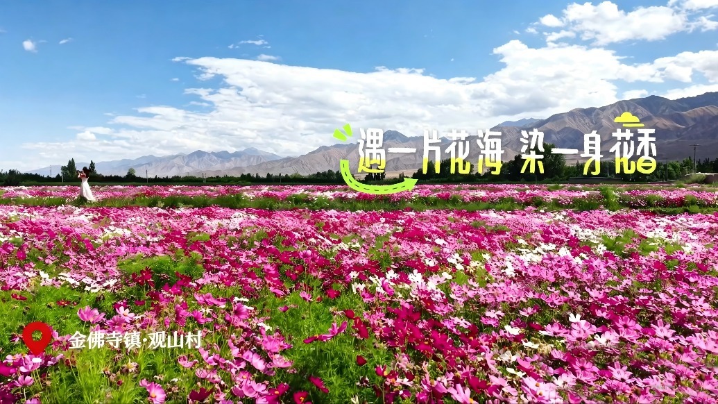 花花世界与你“香”约　甘肃肃州夏日大片出炉