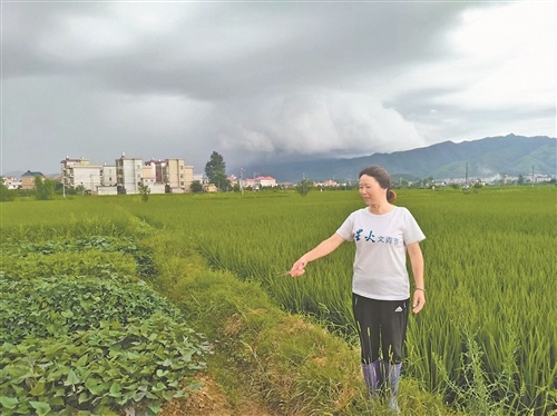 农民作家汪雪英在自己的菜园里。