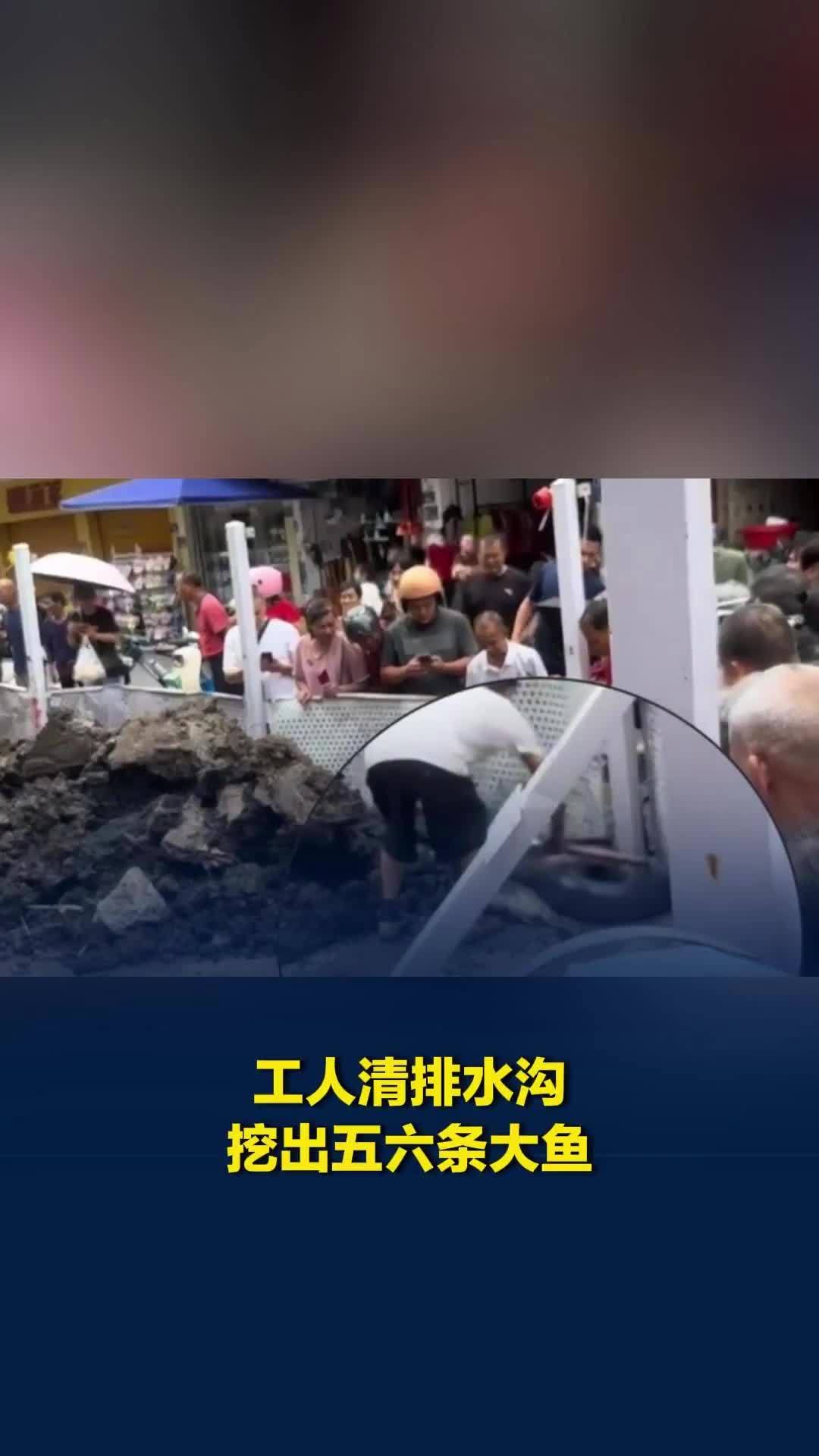 最重有二三十斤！工人清理排水沟挖出多条大鱼，目击者：之前封了两月，暴雨后水位上涨