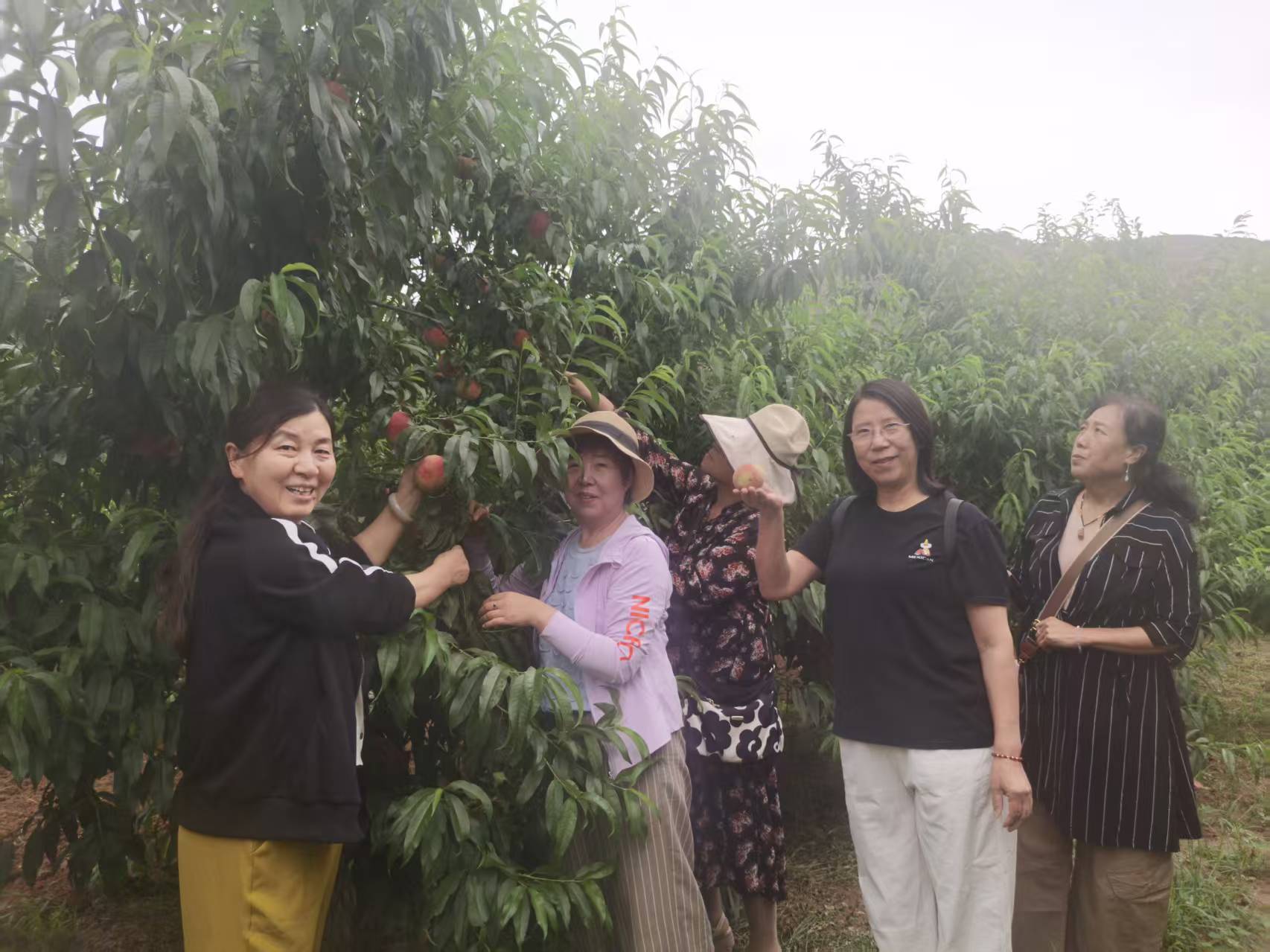 图为丰收的果园吸引众多市民观光采摘.jpg
