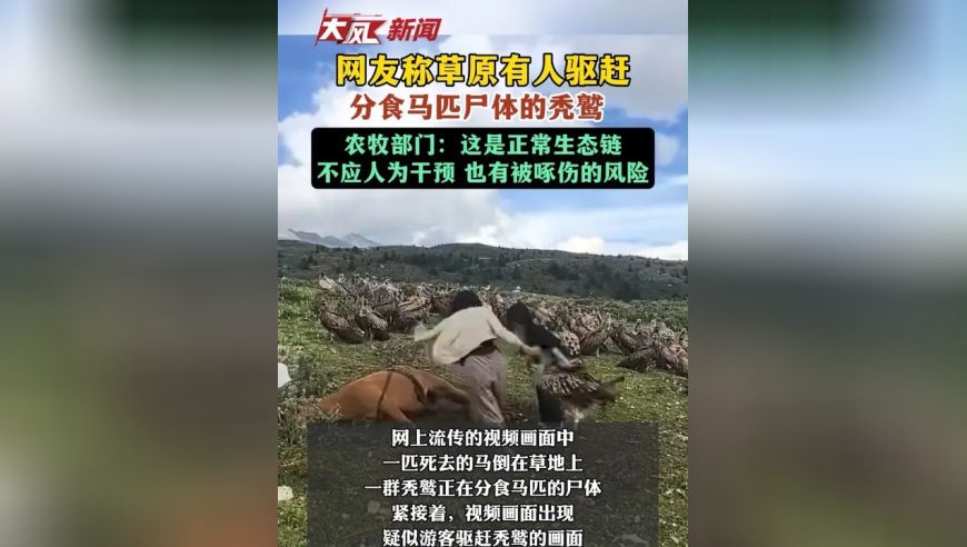 网友称草原有人驱赶，分食马匹尸体的秃鹫，农牧部门：这是正常生态链 不应人为干预 也有被啄伤的风险