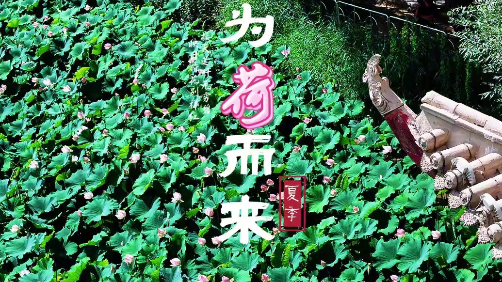 出诗入画为荷而来　甘肃肃州宝藏打卡地上新