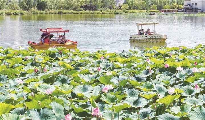 7月21日，白银区黄河湿地公园荷花盛开，大批外地游客慕名前来，漫步栈道赏荷拍照，乘观光小车穿行荷塘，沉浸式感受黄河湿地生态风光。景区凉爽宜人的环境、秀美的夏日景致，成为周边游客短途避暑打卡热门地，文旅人气持续攀升。陈坤　摄